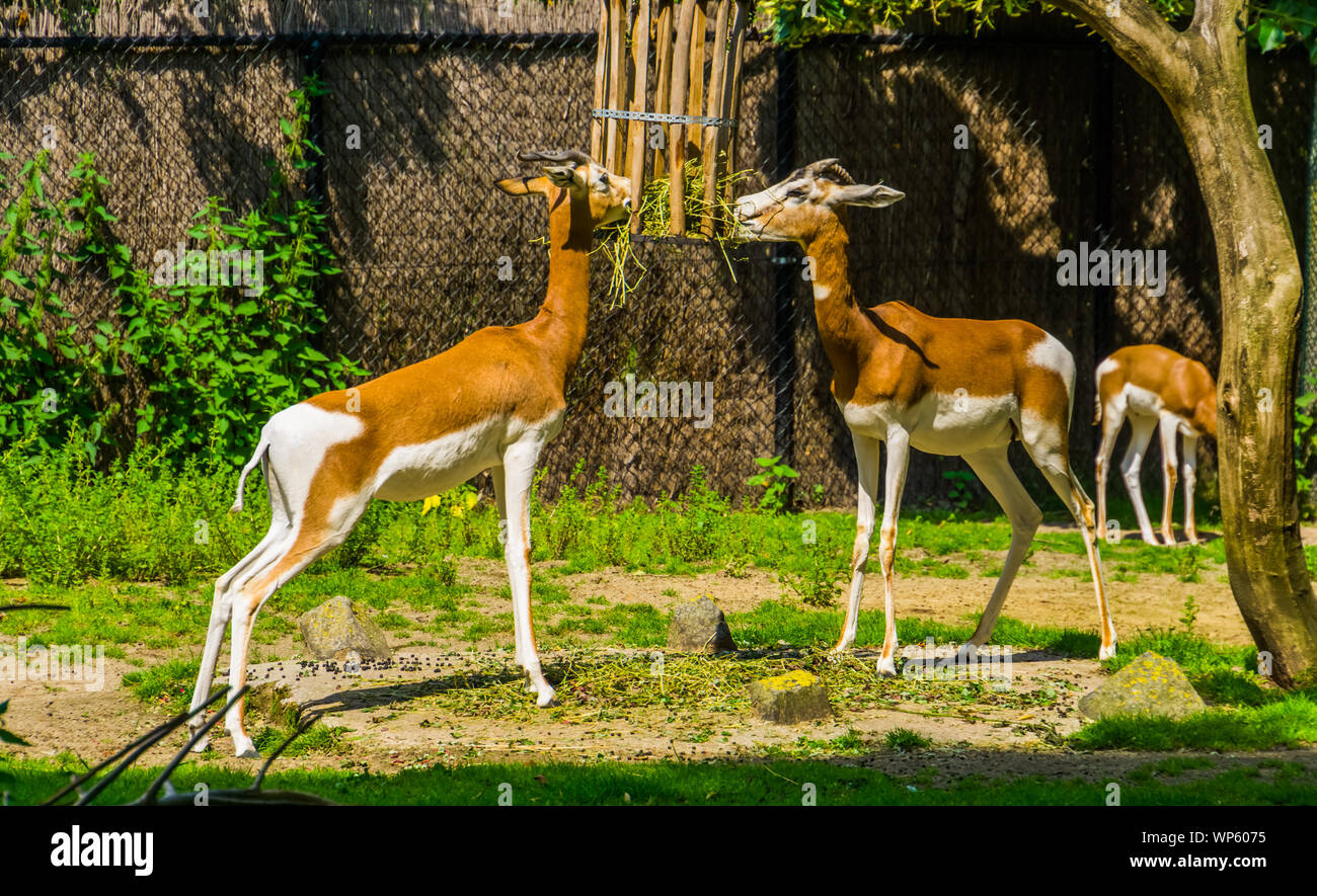 Mhorr gazelle Paar essen Heu zusammen, Zoo, Fütterung, kritisch bedrohte Tierart aus der Wüste von Afrika Stockfoto