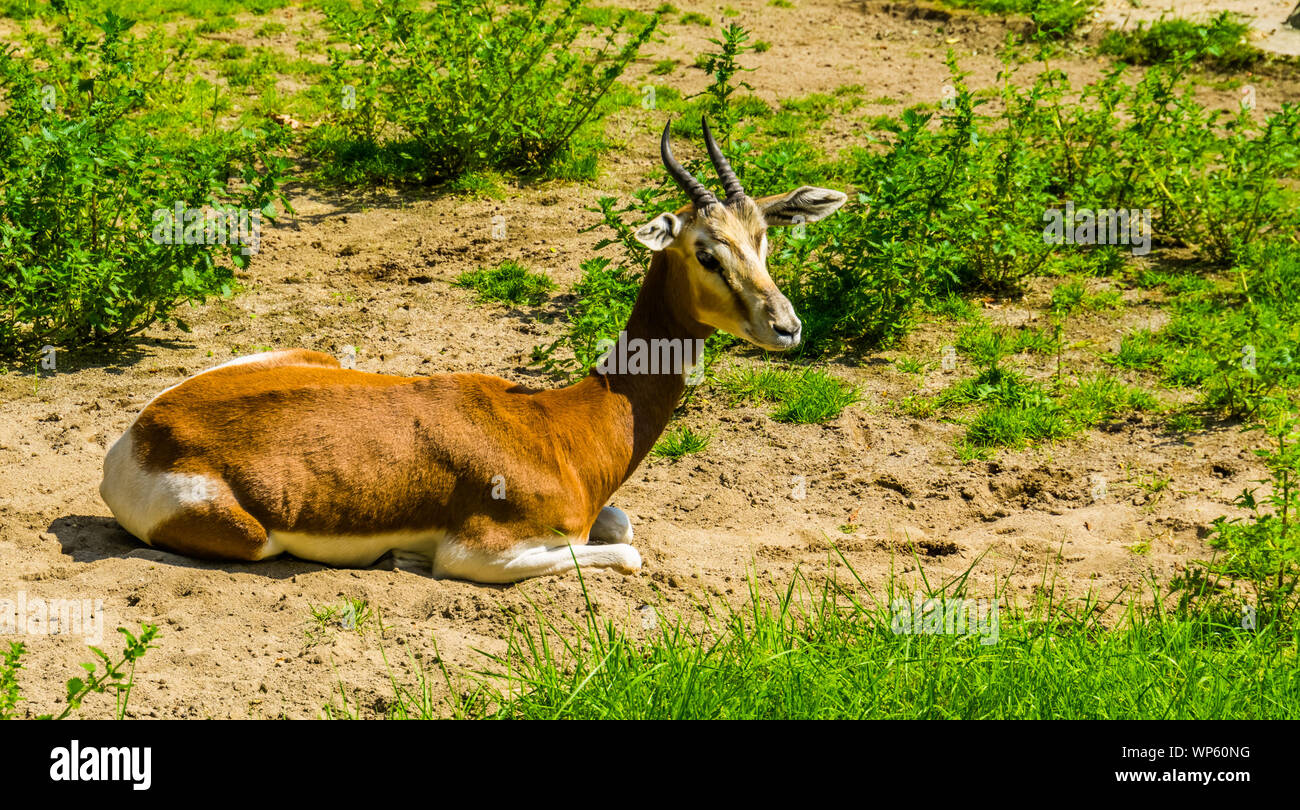 Nahaufnahme eines mhorr Gazelle auf dem Boden sitzend, kritisch bedrohte Antilope specie aus der Wüste von Afrika Stockfoto