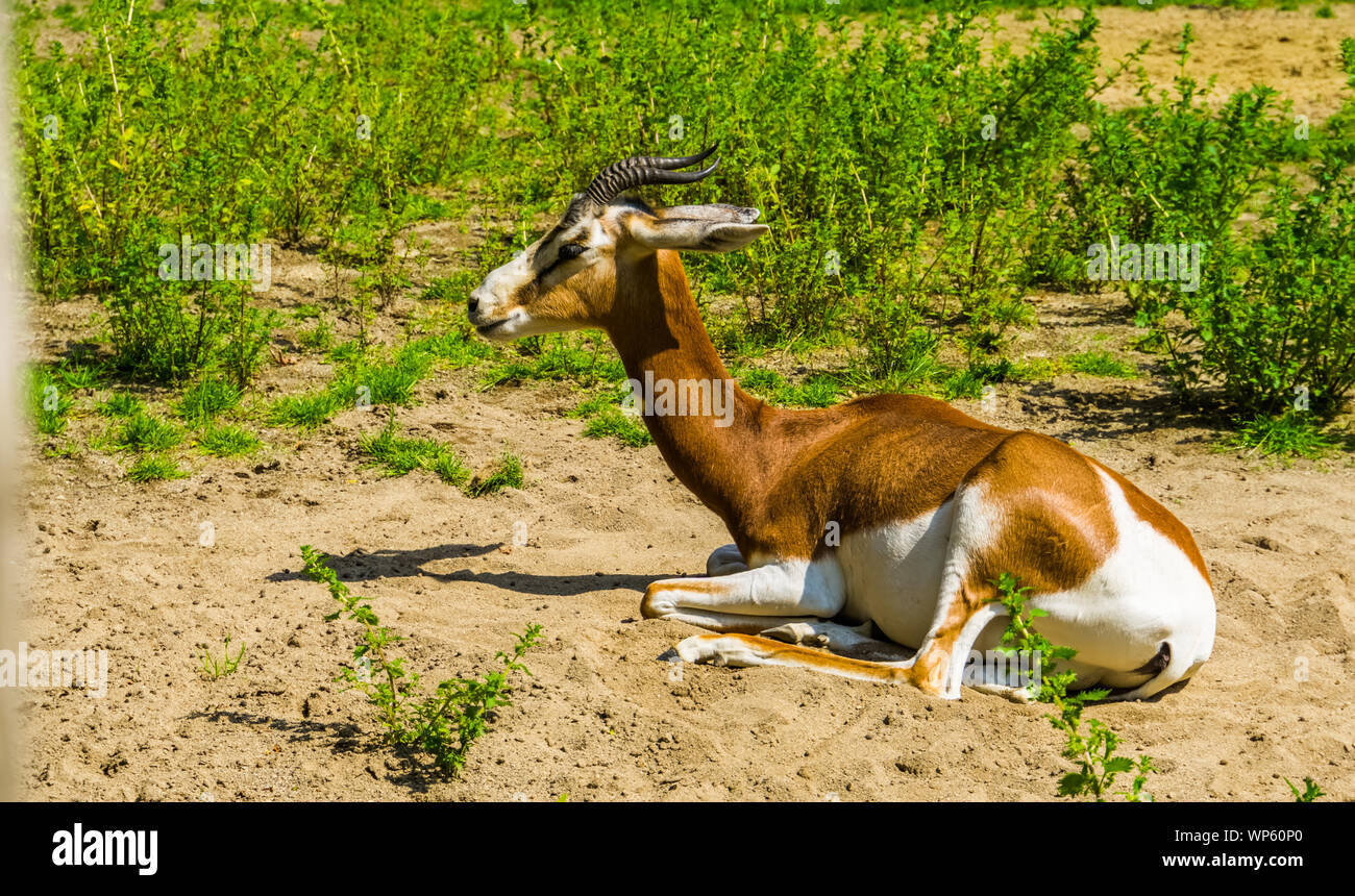 Mhorr gazelle auf dem Boden in Nahaufnahme, kritisch bedrohte Tierart aus der Wüste von Afrika Stockfoto