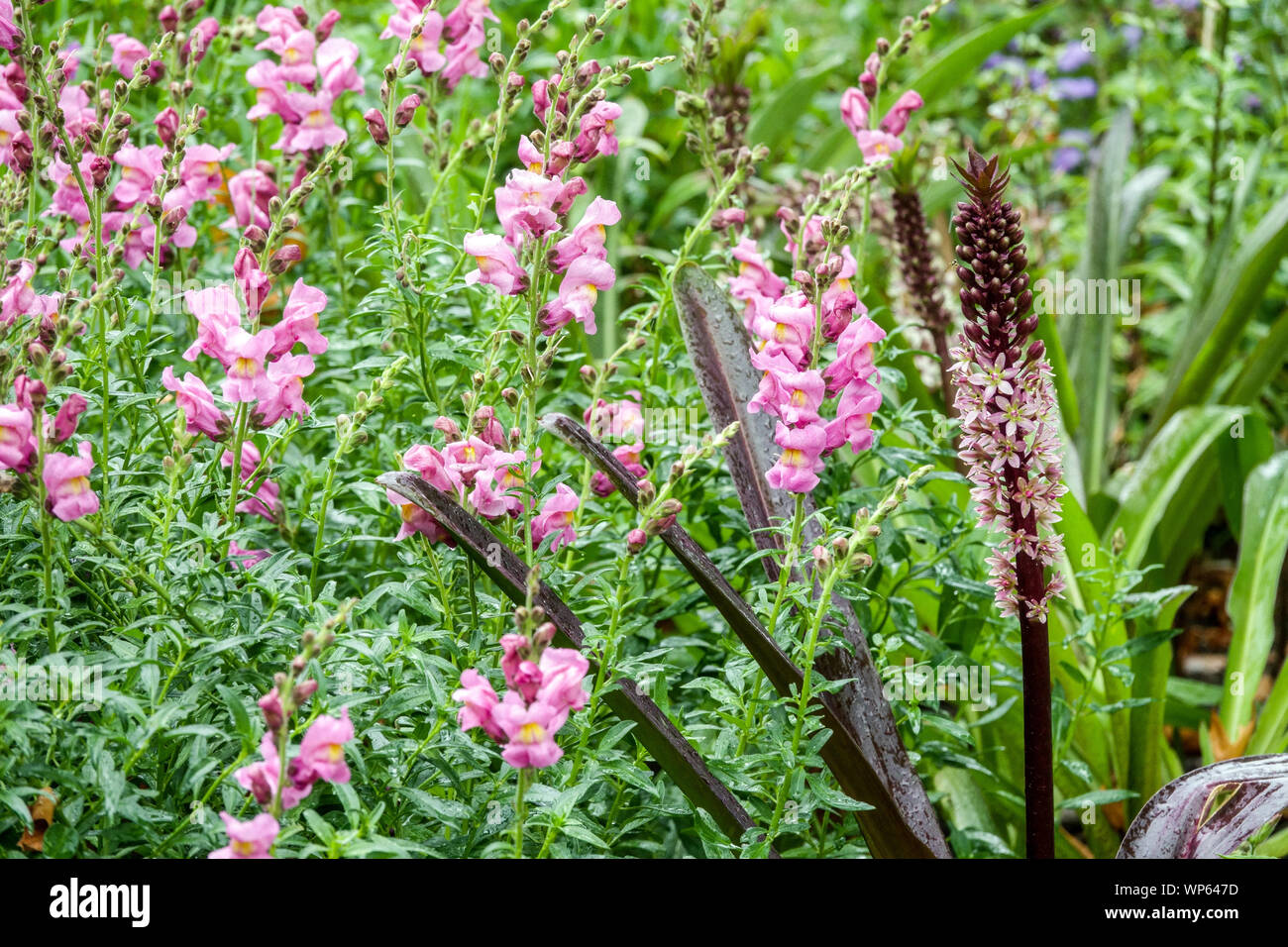 Ananaslilie Eucomis comosa 'Sparkling Rosy', Pink Snapdragons Blumenbeet Garten im Juli Stockfoto