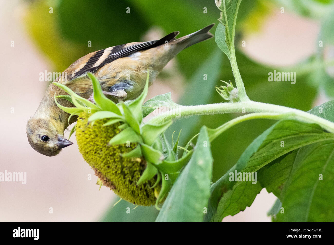 Gold Finch auf eine Sonnenblume Blatt Stockfoto