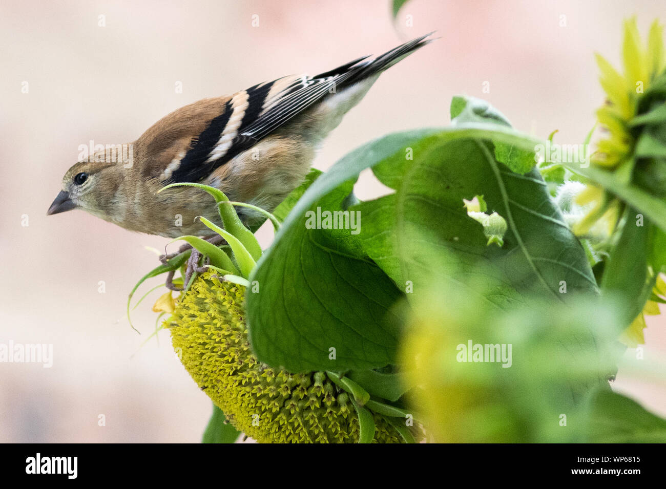 Gold Finch auf eine Sonnenblume Blatt Stockfoto