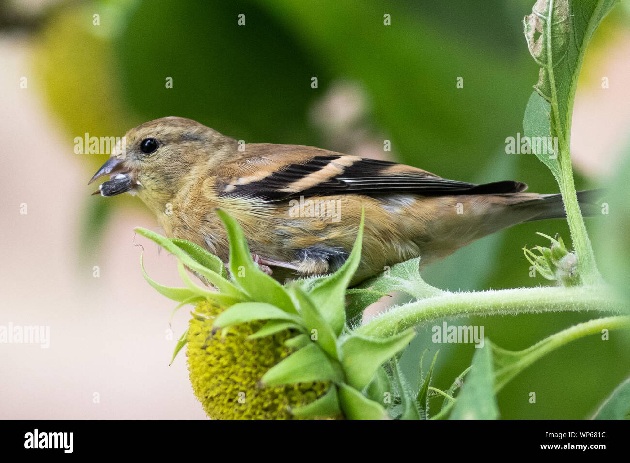 Gold Finch auf eine Sonnenblume Blatt Stockfoto