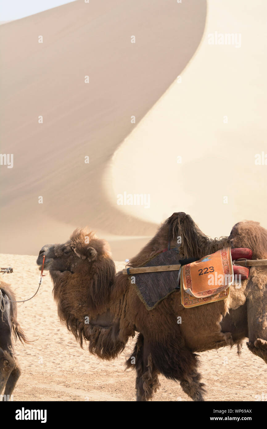 Bactrian camel Caravan crossing ein dünenfeld, Singing Sands Dunes, Shenzhen, China Stockfoto