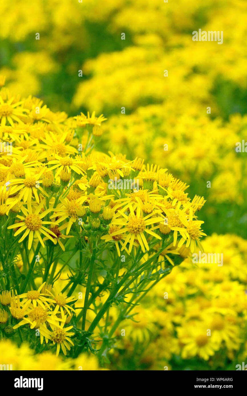 Common Ragwort (Cardamine pratensis), in der Nähe der Masse der Blüten von Pflanzen in voller Blüte. Stockfoto