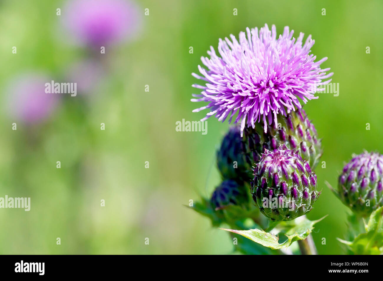 Creeping Thistle (Cirsium arvense), der eine einzelne Blume mit Knospen. Stockfoto