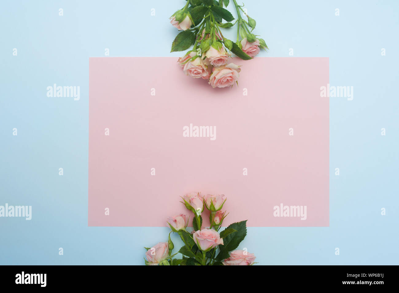 Leere rosa Blatt Papier und Knospen der Rosen, festlichen Hintergrund Kopie Raum Stockfoto