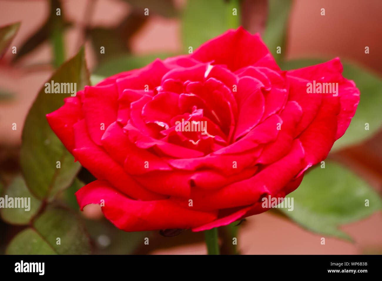 Rosa Mister Lincoln Hybrid Tea Rose Aussergewohnlich Duftende Stockfotografie Alamy