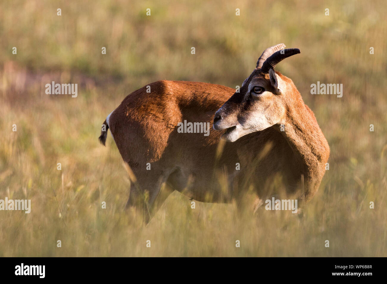 Mufflons auf Wiese Stockfoto