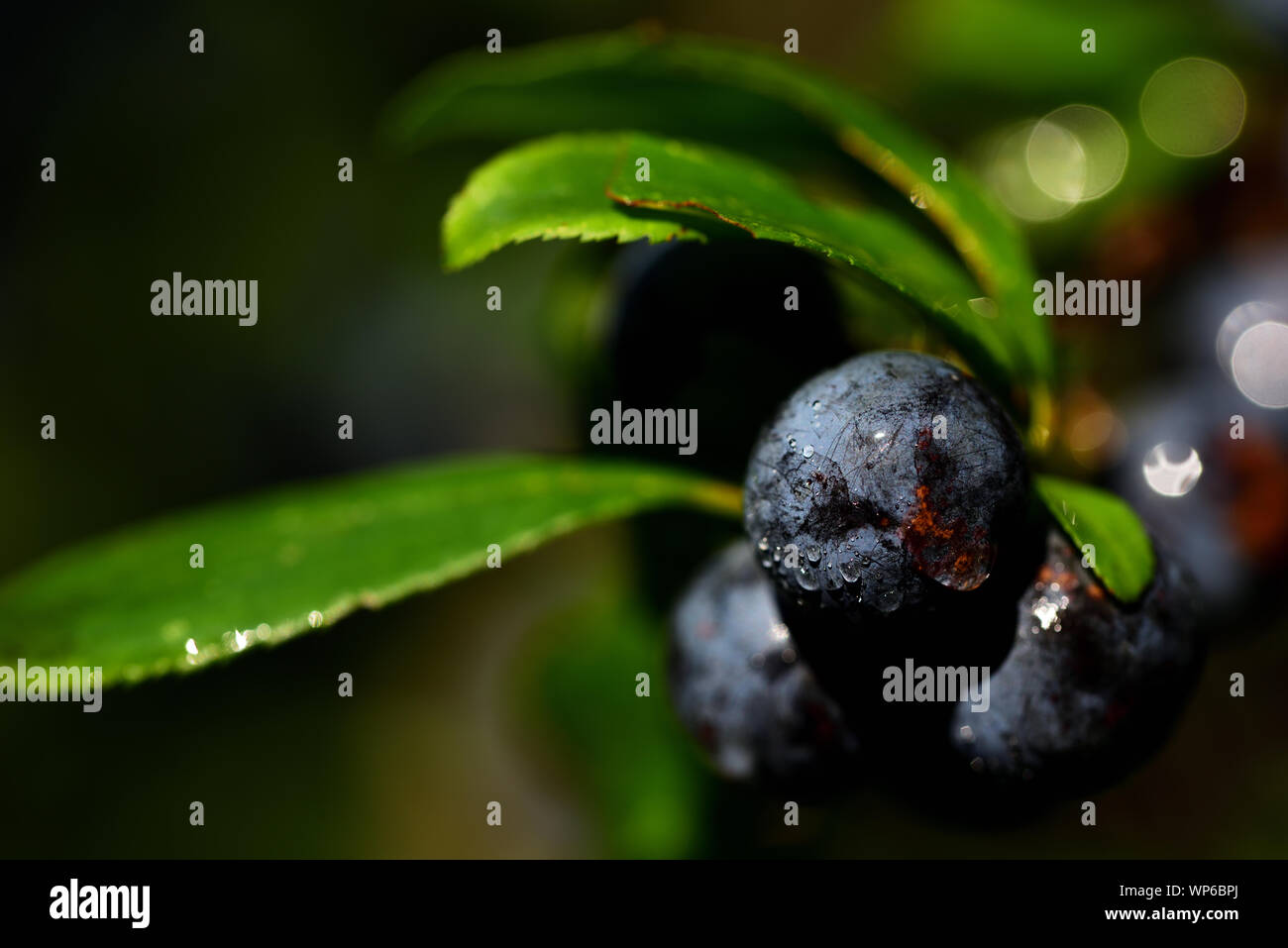 Nahaufnahme des Blauen reife Schlehen auf einem Baum im Herbst mit Wassertropfen Stockfoto