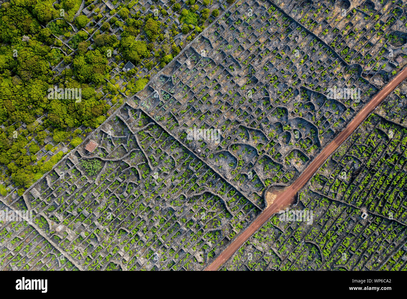 Luftbild mit typischen Weinberg Kultur (Weinbau) Landschaft der Insel Pico bei Criação Velha und Candelária, Madalena. Das Muster des Plots ( Stockfoto