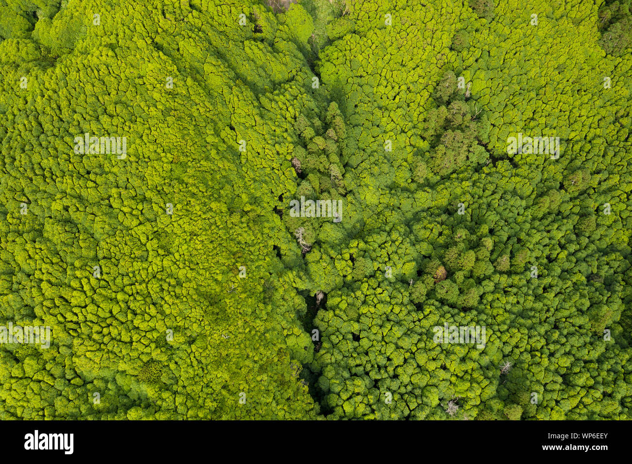 Antenne von grünen, tropischen Wäldern und Vegetation bei Ilha das Flores Island in der Nähe von poço Ribeira do Ferreiro auf den Azoren, Portugal Stockfoto