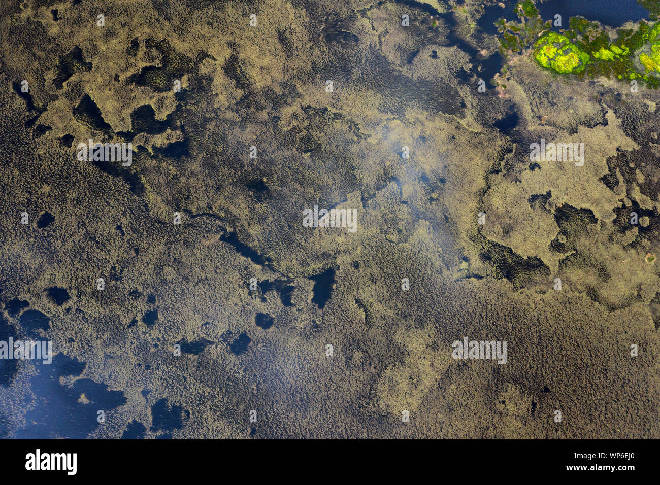 Antenne abstraktes Bild von Wasser und Algen Muster bei Lagoa Branca caldera Crater Lake auf der Azoren Insel Ilha das Flores, Portugal Stockfoto