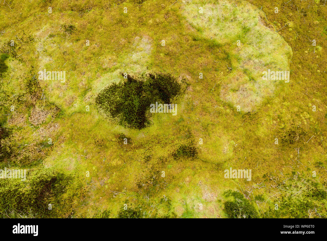Antenne abstraktes Bild von Grün Gelb Vegetation von sukkulenten Pflanzen und Moose auf einem vulkanischen Untergrund in der Nähe von Lagoa Negra und auf Ilha Comprida das Fl Stockfoto
