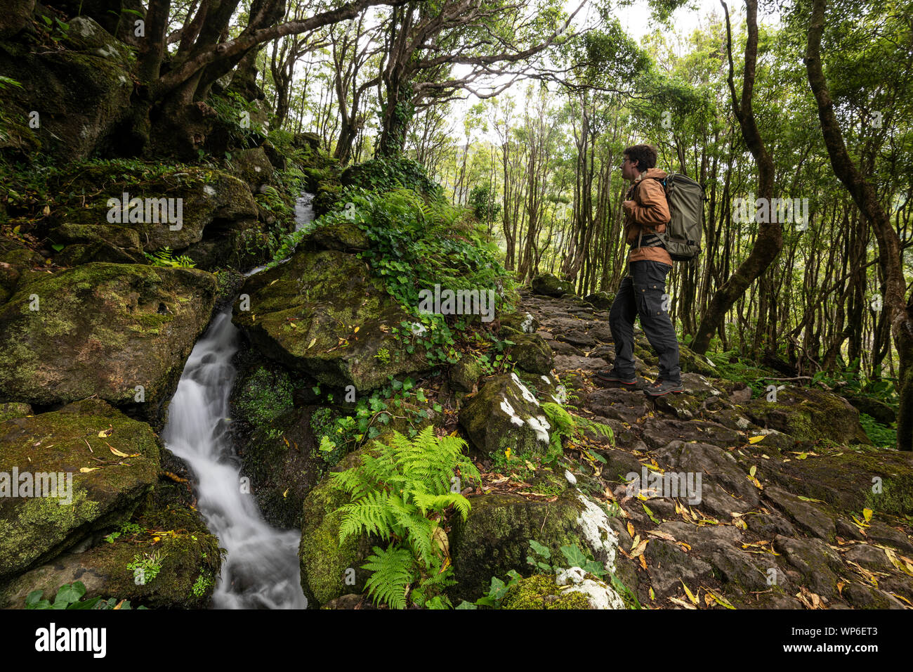 Wald zu Fuß gehen bis zu dem Poço Ribeira do Ferreiro Wasserfälle und Lagoa dos Patos in Fajã Grande, Alagoinha auf das Märchen Insel Ilha das F Stockfoto