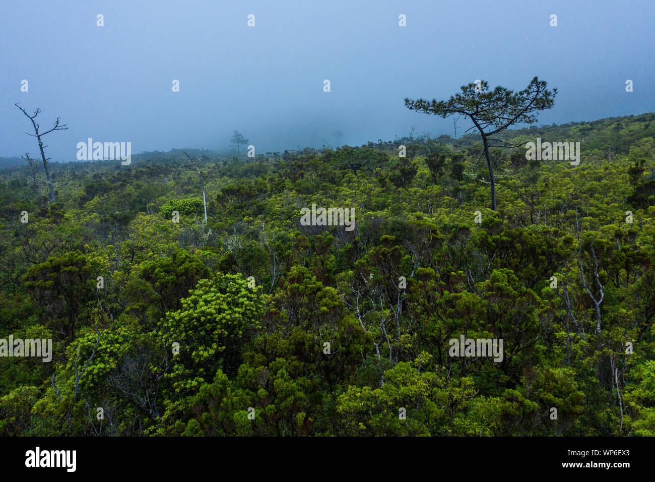 Luftbild mit Blick auf den geheimnisvollen Wald im Nebel Landschaft bei Cabeco Gordo auf der Insel Faial, Azoren. Insel Faial (Portugiesisch Aussprache: [fɐˈjaɫ] Stockfoto