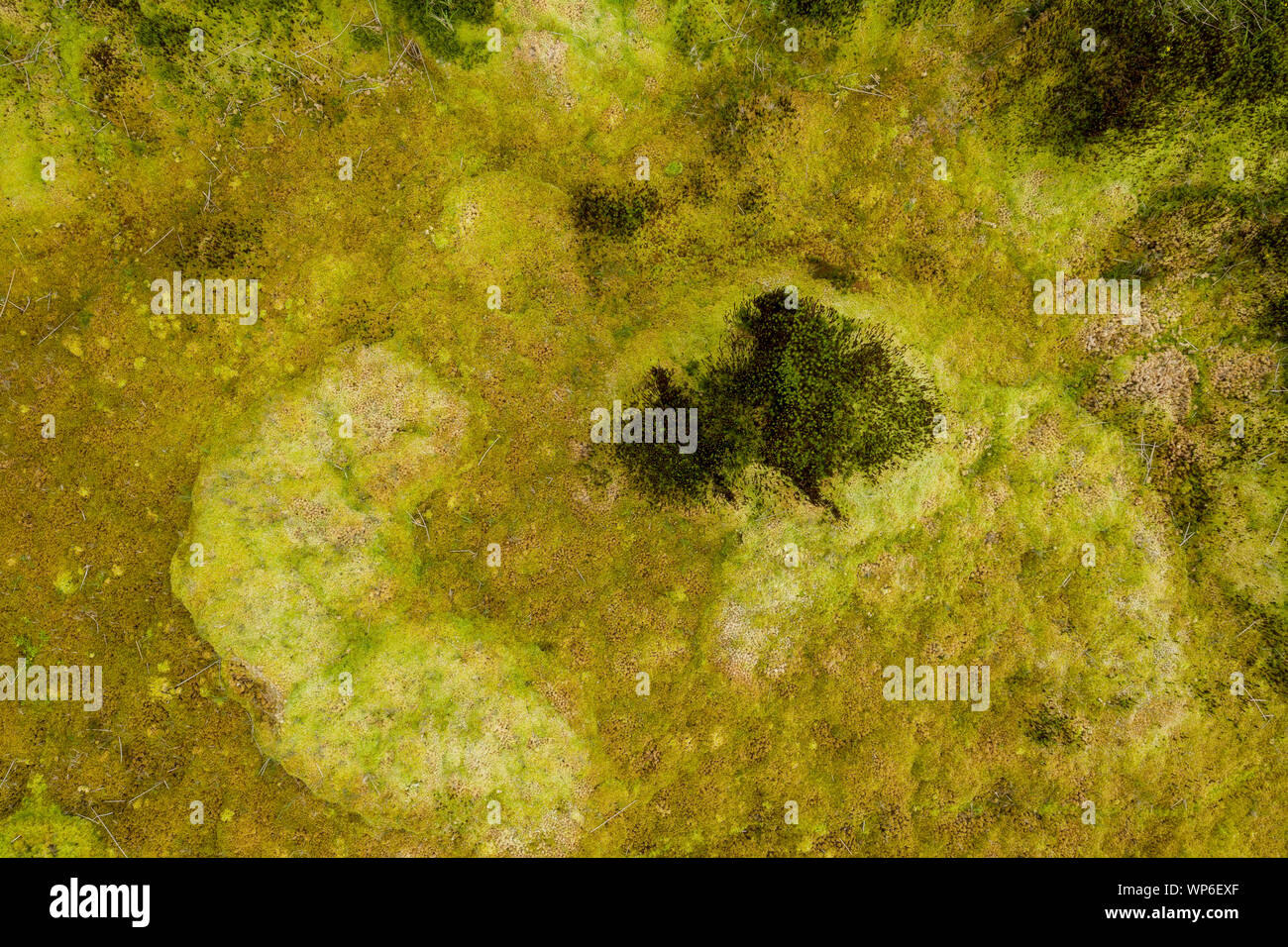 Antenne abstraktes Bild von Grün Gelb Vegetation von sukkulenten Pflanzen und Moose auf einem vulkanischen Untergrund in der Nähe von Lagoa Negra und auf Ilha Comprida das Fl Stockfoto