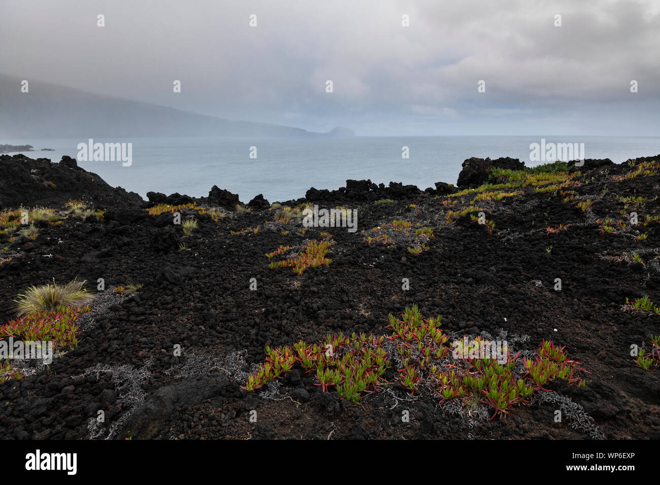 Landschaft von bunten orange-Grün der Vegetation bilden einen schönen Kontrast mit dem schwarzen Lavastrand an der Westküste der Insel Faial, Azoren. Faial ist Stockfoto