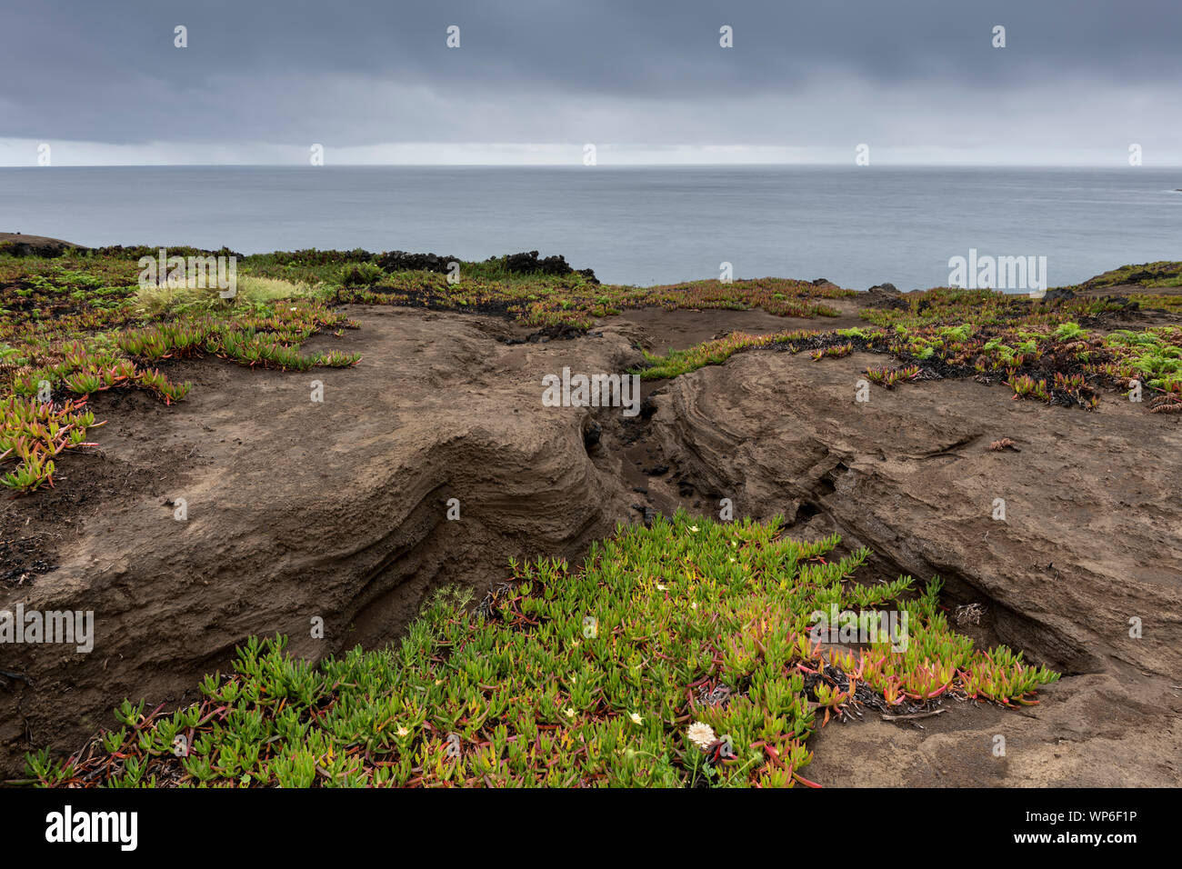 Bunt grün rot sukkulente Pflanzen auf Lava Basalt die Strände an der Westküste der Insel Faial. Auch in Englisch als Fayal bekannt, ist eine portugiesische i Stockfoto
