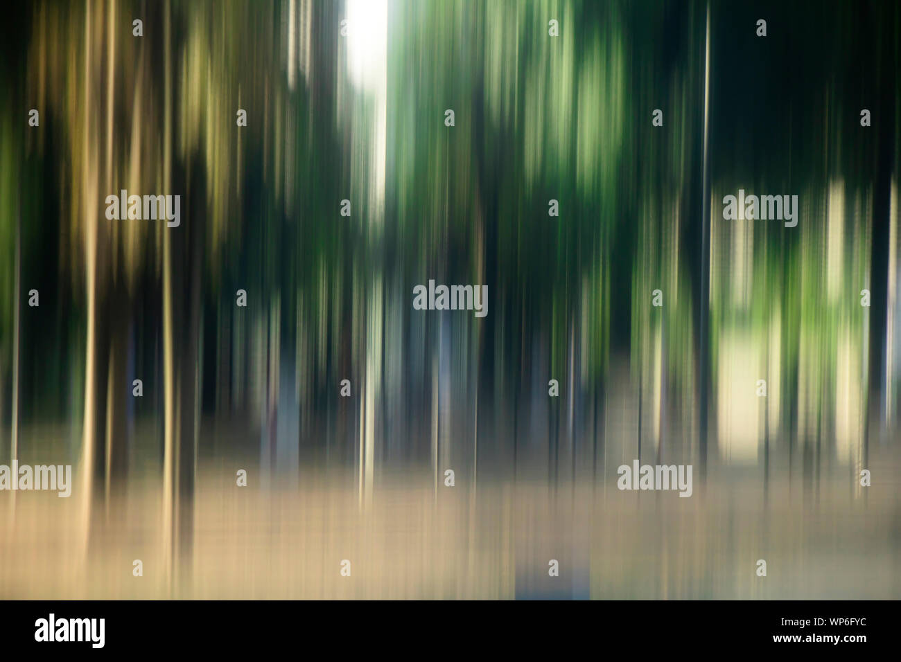 Blurry glatte Bäume im Wald, Landschaft, traumhafte Detail Stockfoto