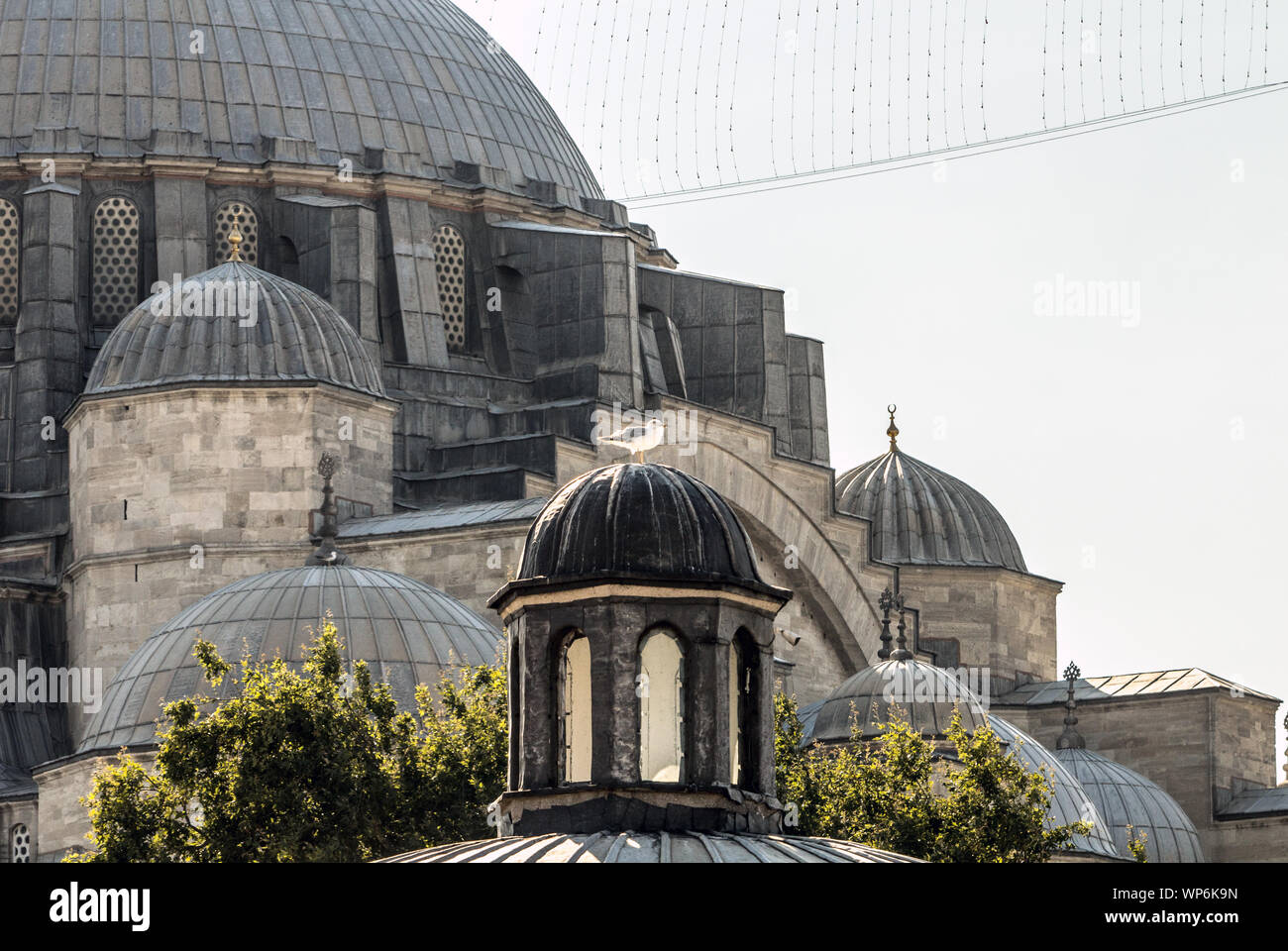 Kuppeln der Süleymaniye Moschee mit einer Möwe. Stockfoto