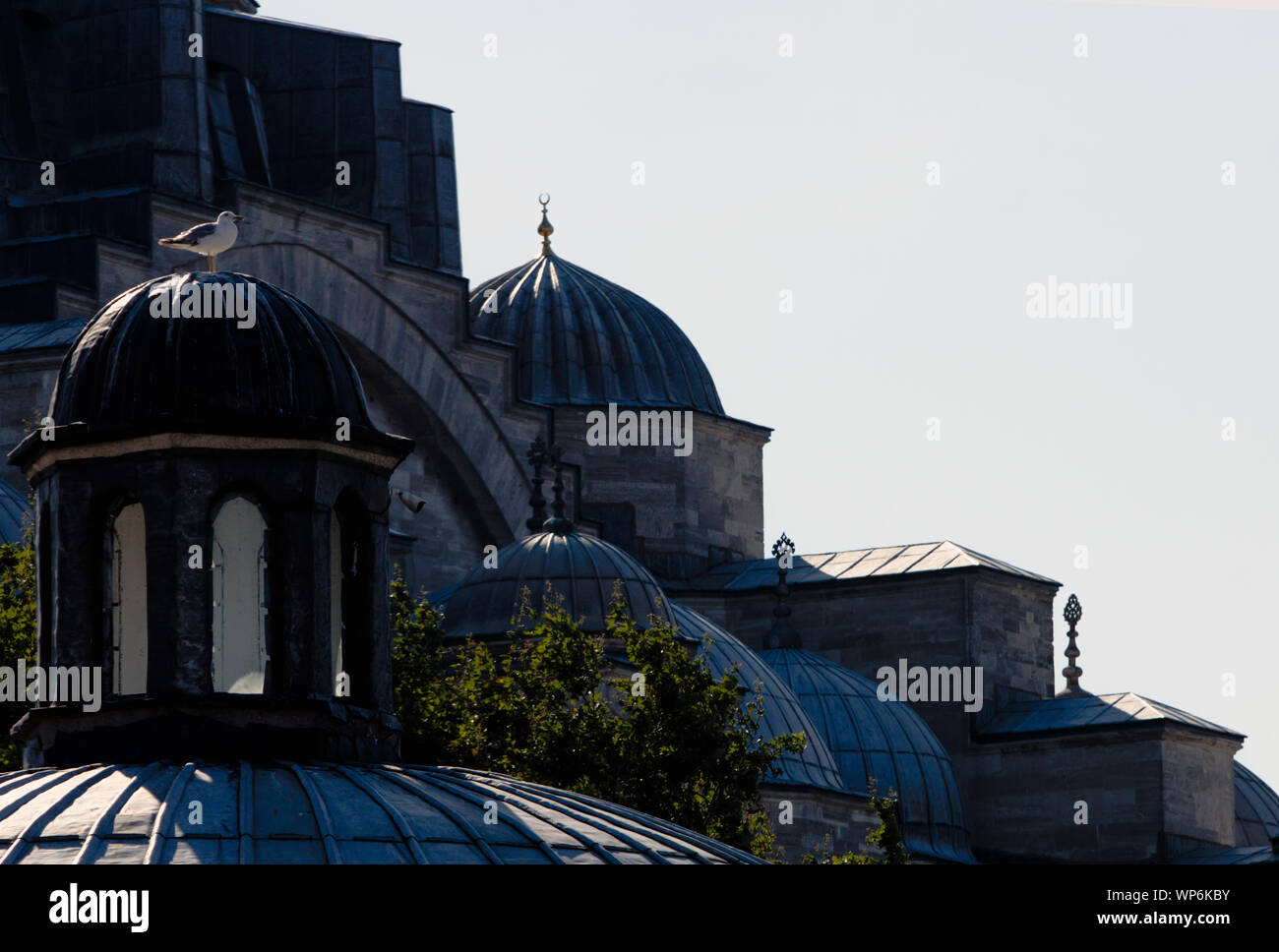 Kuppeln der Süleymaniye Moschee mit einer Möwe. Stockfoto