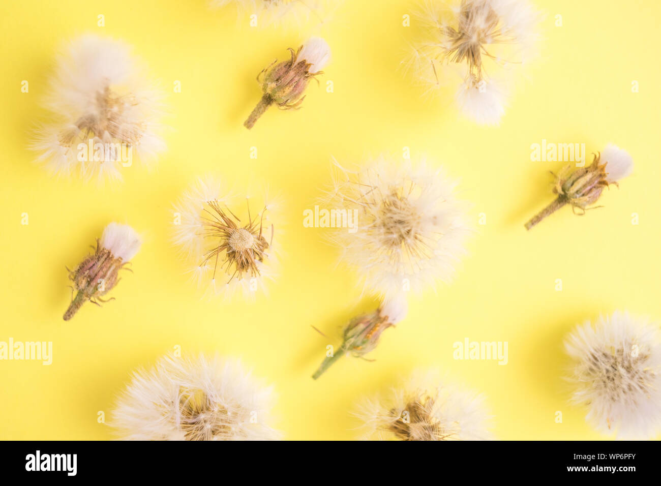 Runde flauschige Löwenzahn und geschlossene Blütenknospen liegen in Reihen auf gelbes Papier, Ansicht von oben. Floralen Muster. Stockfoto