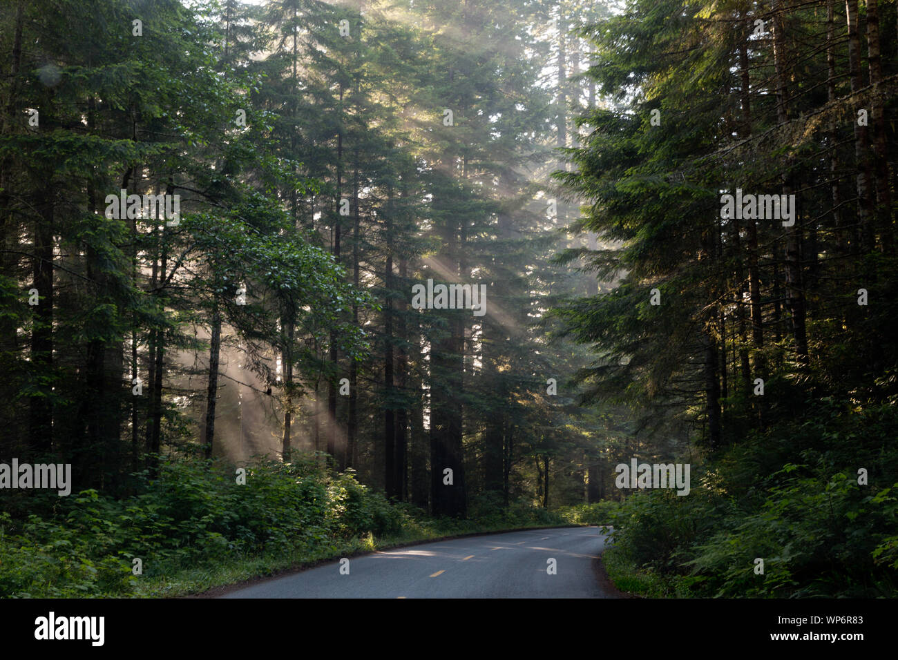 Lady Bird Johnson Grove in Nordkalifornien Stockfoto