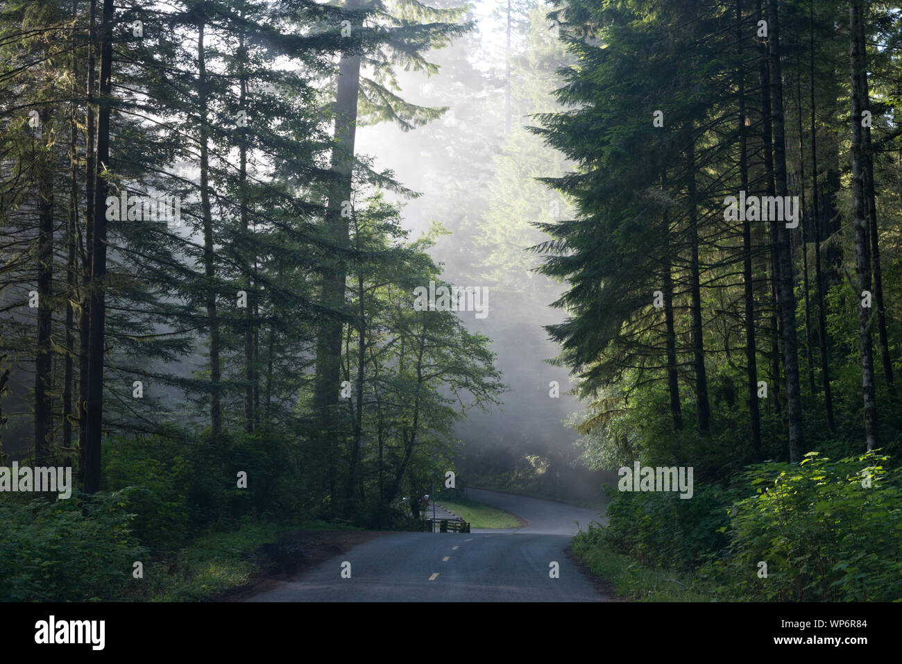 Lady Bird Johnson Grove in Nordkalifornien Stockfoto