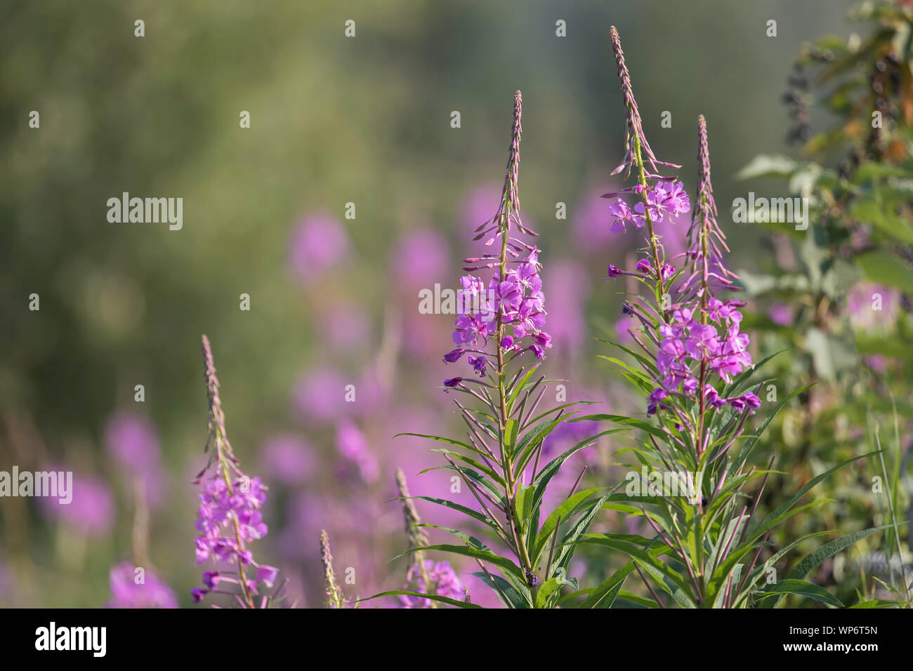 Ein Feld der Fireweed in Alaska Stockfoto Ein Feld der Fireweed in Alaska Stockfoto
