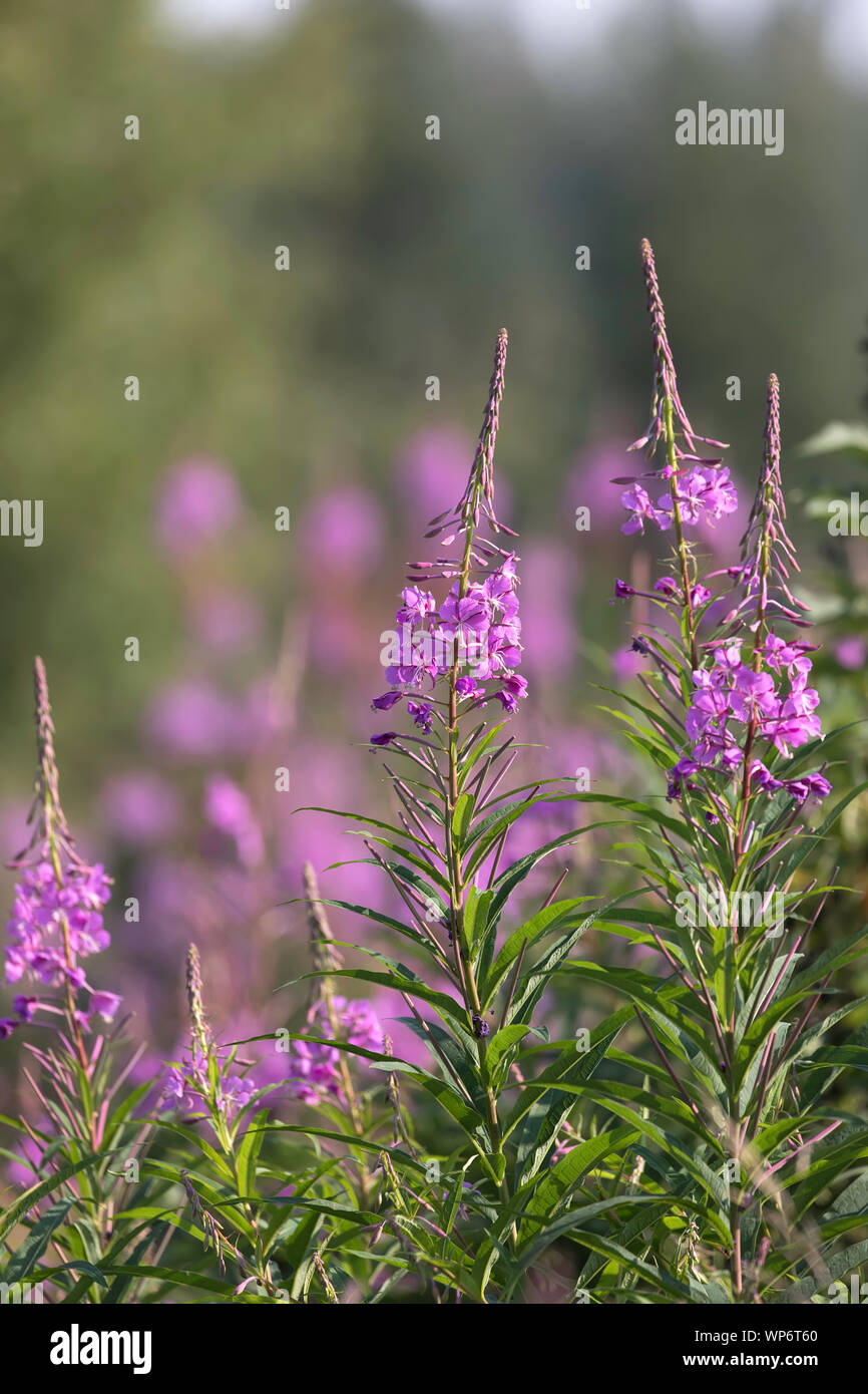 Ein Feld der Fireweed in Alaska Stockfoto Ein Feld der Fireweed in Alaska Stockfoto