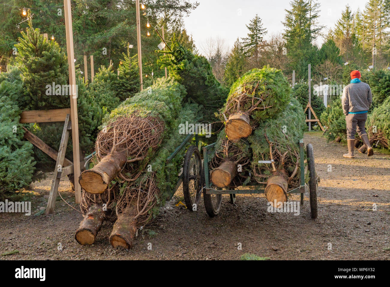 Frisch Bäume an der Christmas Tree Farm schneiden. Stockfoto