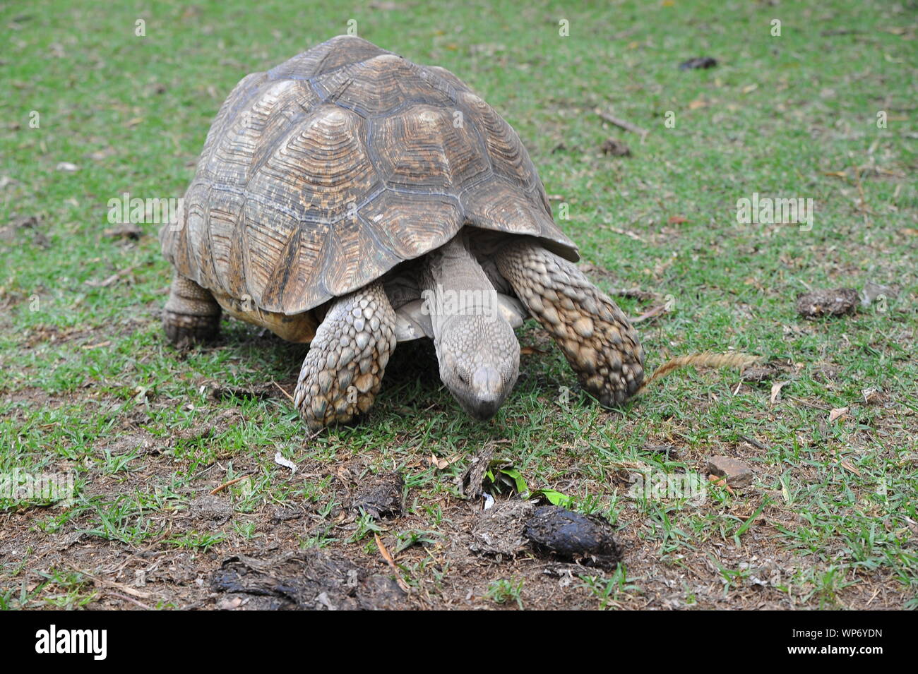 Schildkröte im Garten des Museums Stockfoto