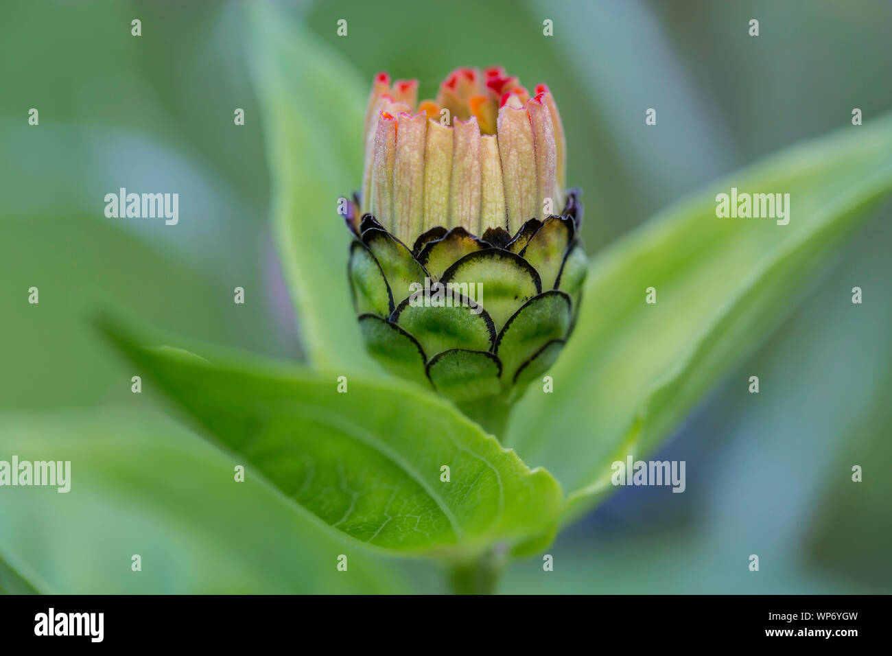 Ein auffallender Kontrast eines Zinnia Bud Stockfoto