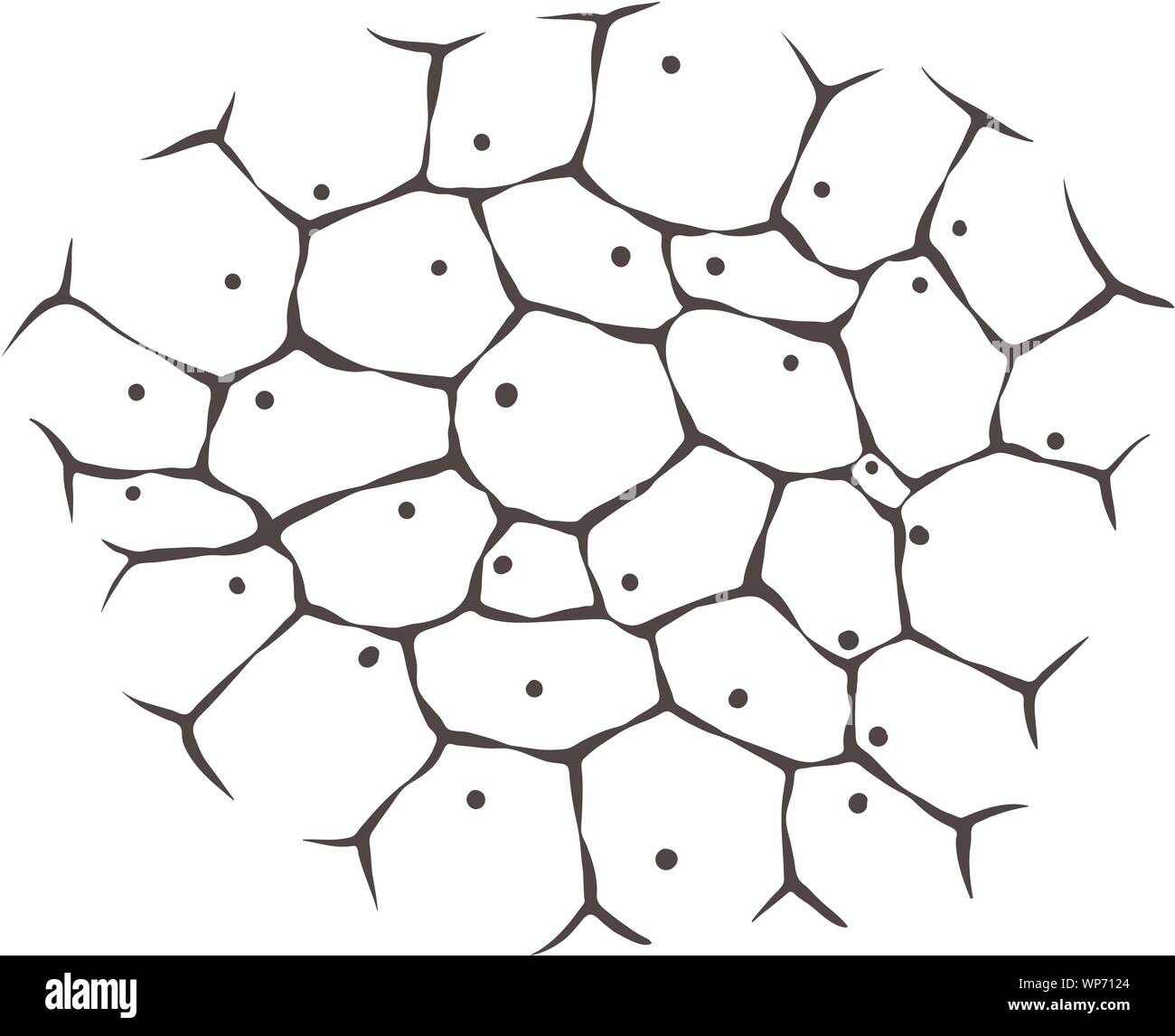 Zellen von lebendem Gewebe - monochrom Abbildung Stock Vektor