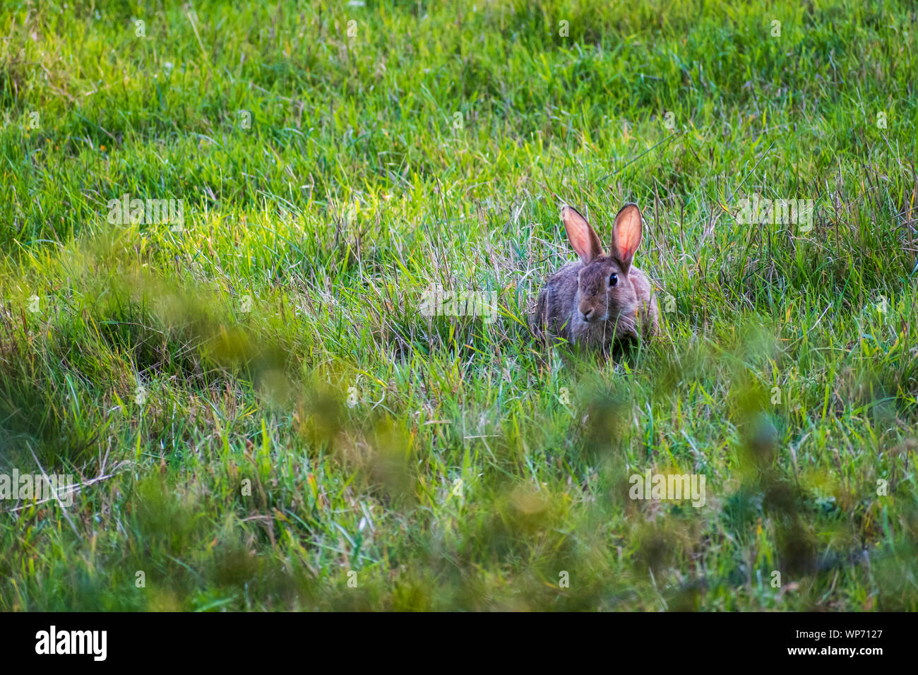 Ein Kaninchen in einem Feld Stockfoto