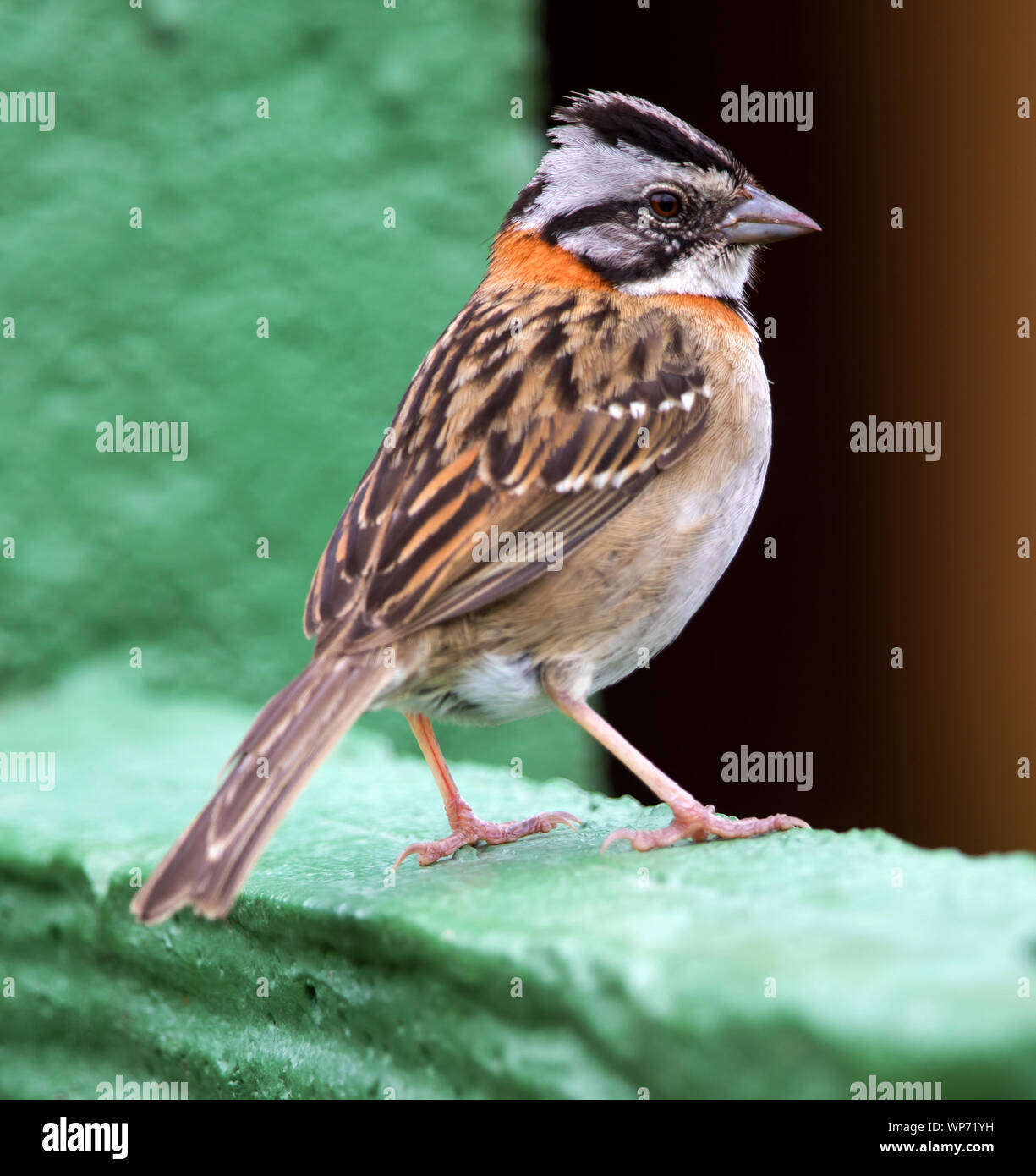 Rufus-Collared Sparrow im Arenal Costa Rica Stockfoto