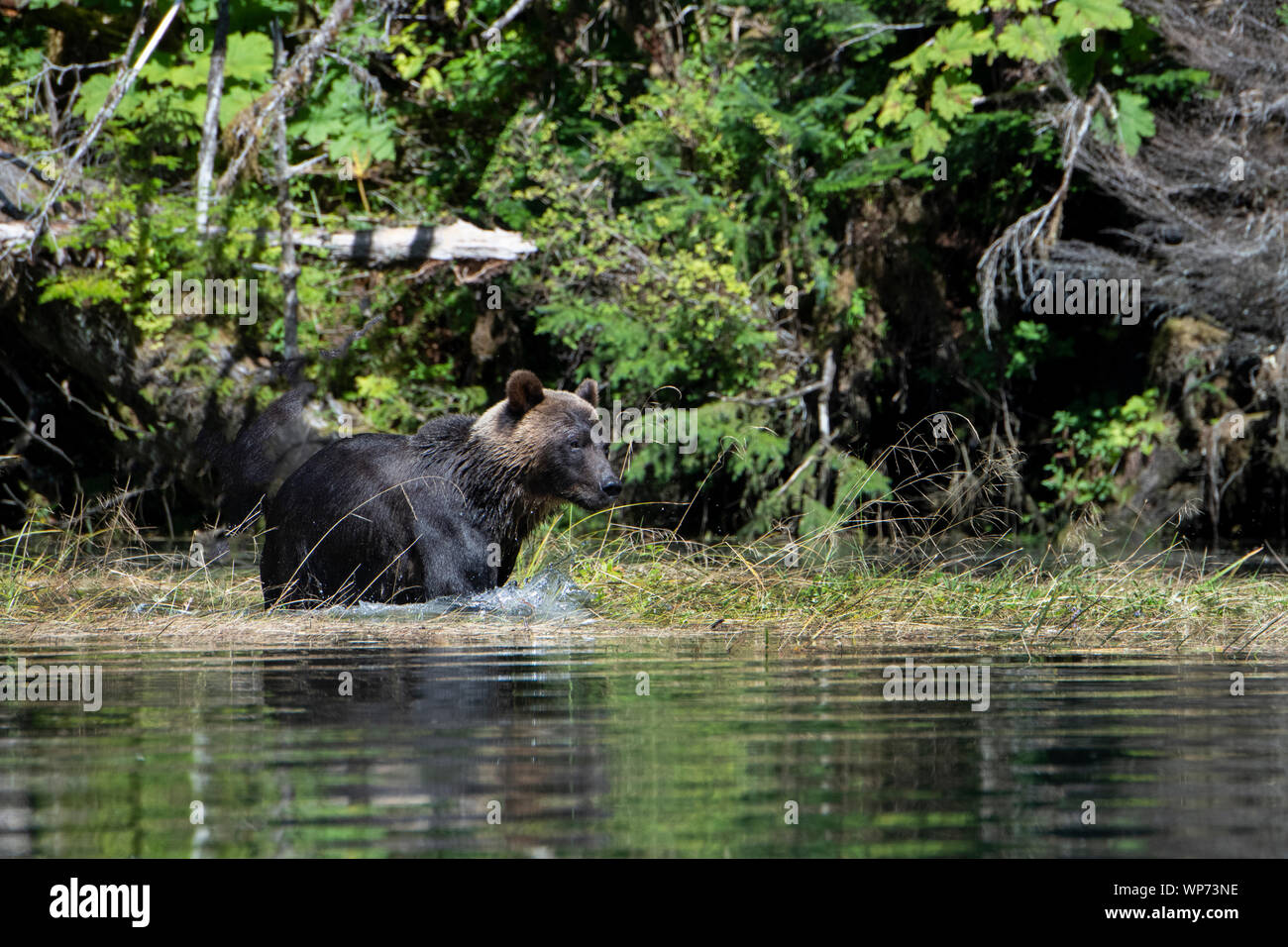 Kanada, British Columbia, Great Bear Rainforest, Khutze Einlass. Männliche Braunbären aka Grizzly Bär (WILD: Ursus arctos) spielen auf Shoreline. Stockfoto