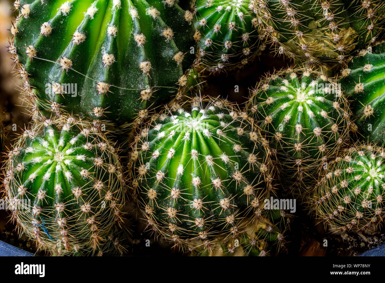 Die großen und kleinen Kaktus thorn Nahaufnahme Makro Fotografie für Hintergrund Stockfoto