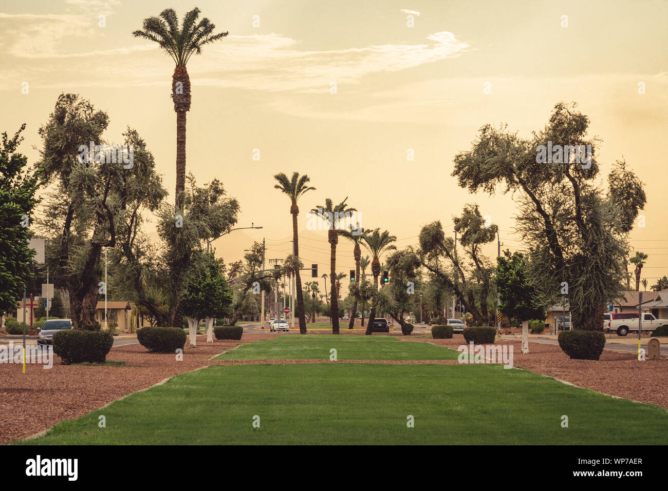Analoge Fotografie der getrimmten Zweige eines Baumes in Sun City, Arizona. Stockfoto