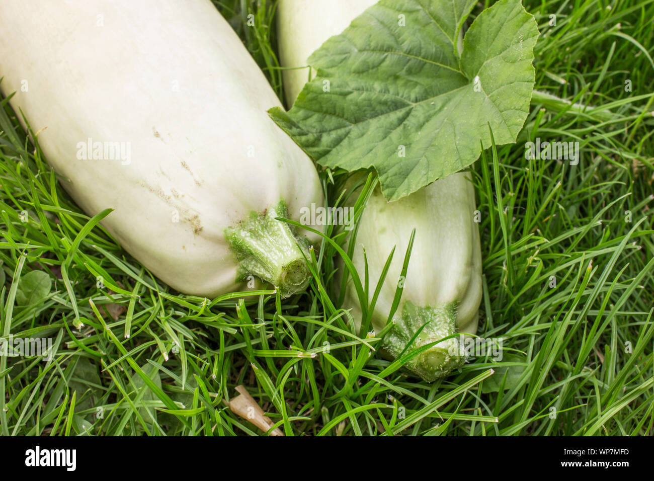 Zwei reife Zucchini sind auf dem grünen Rasen gelegt. Sommer Stockfoto