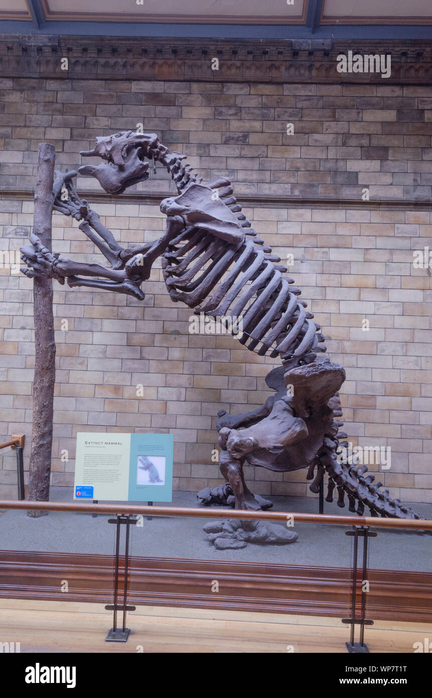 Megatherium Eine ausgestorbene Säugetier auf Anzeige am NHM, London. Stockfoto
