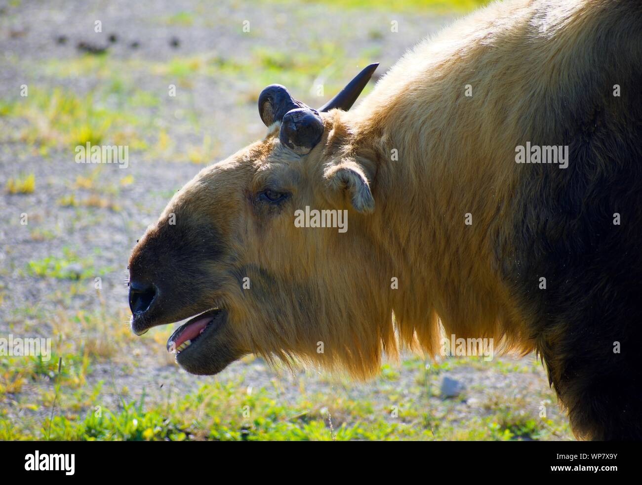 Sichuan Takin getrennt in das Feld ein. Budorcas taxicolor tibetana ist ein Schaf oder Ziege - wie Säugetier aus Westeuropa, China. Ist eine Erhaltung bedrohter Arten Stockfoto
