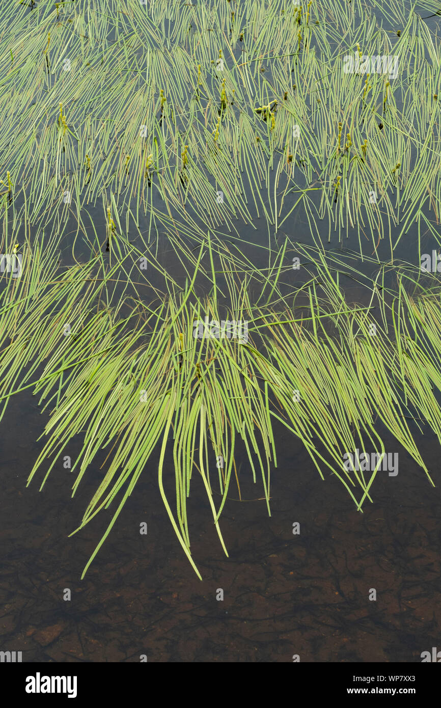 Gras Muster in den Teich, er Island, Alaska Stockfoto
