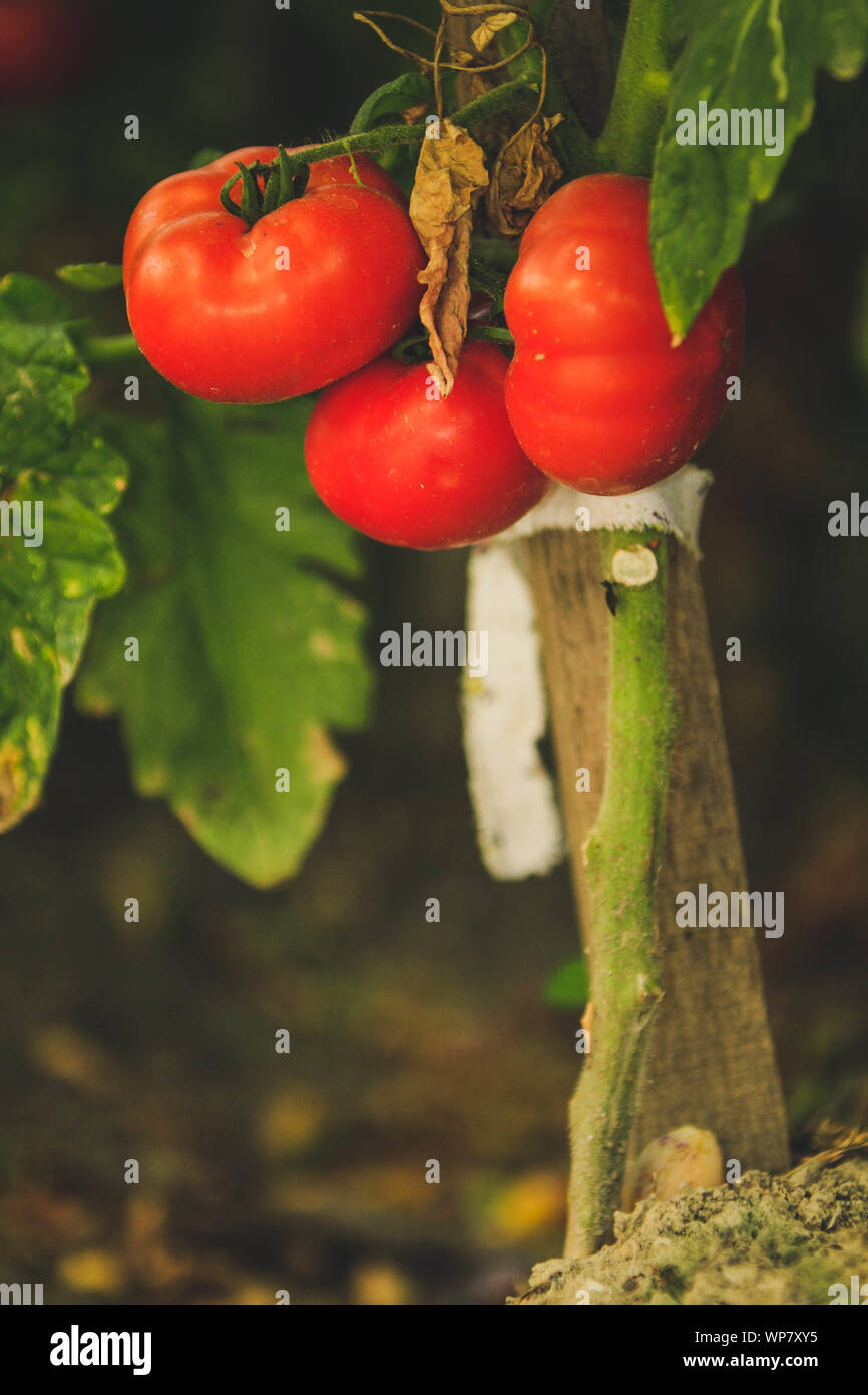 Rote Tomaten in einem Garten Stockfoto