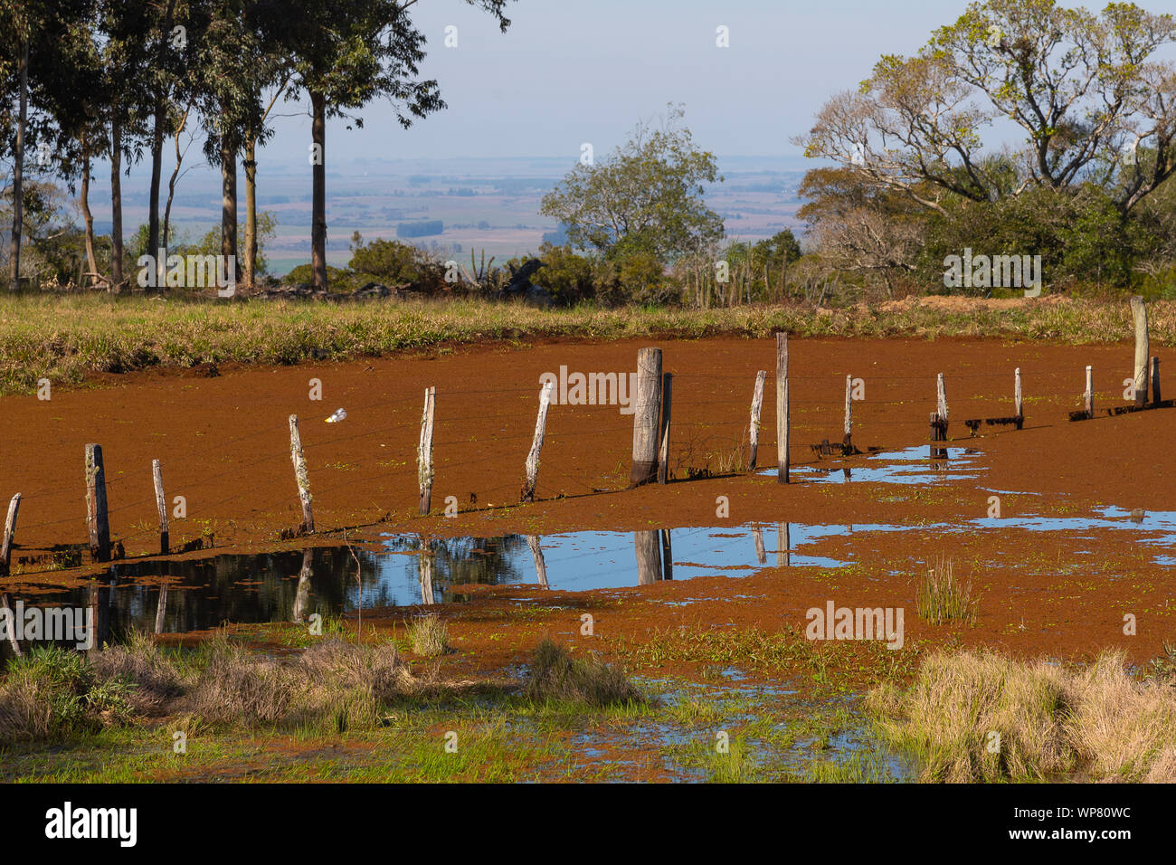 Eichhornia crassipes Anlage. Populas Name: Aguapé. Wasserpflanzen und schwebenden sehr dekorativ. Aber in manchen Situationen der Überbevölkerung kann es Beco Stockfoto