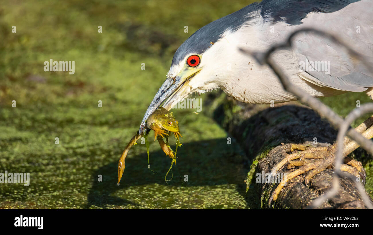 Schwarz gekrönt Nachtreiher (Nycticorax nycticorax) Fütterung auf einen kleinen Frosch Colorado, USA Stockfoto