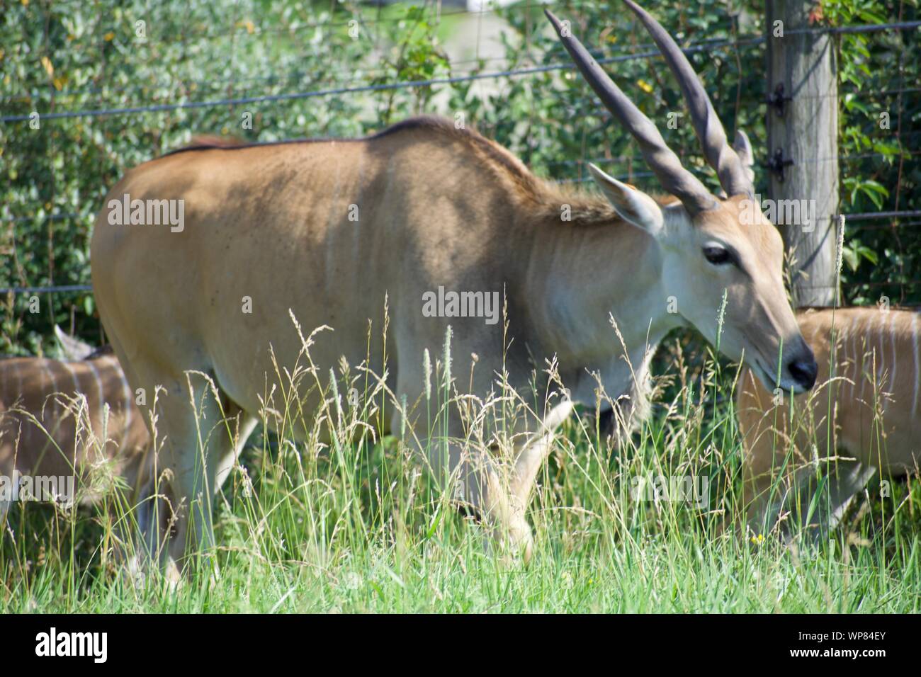 Gemeinsame Eland Beweidung aus Gras und Bush. Antilopenarten können domestiziert werden. Vom Baum an der Wilds in Cumberland. Gehörnte Rotwild, taurotargus Stockfoto