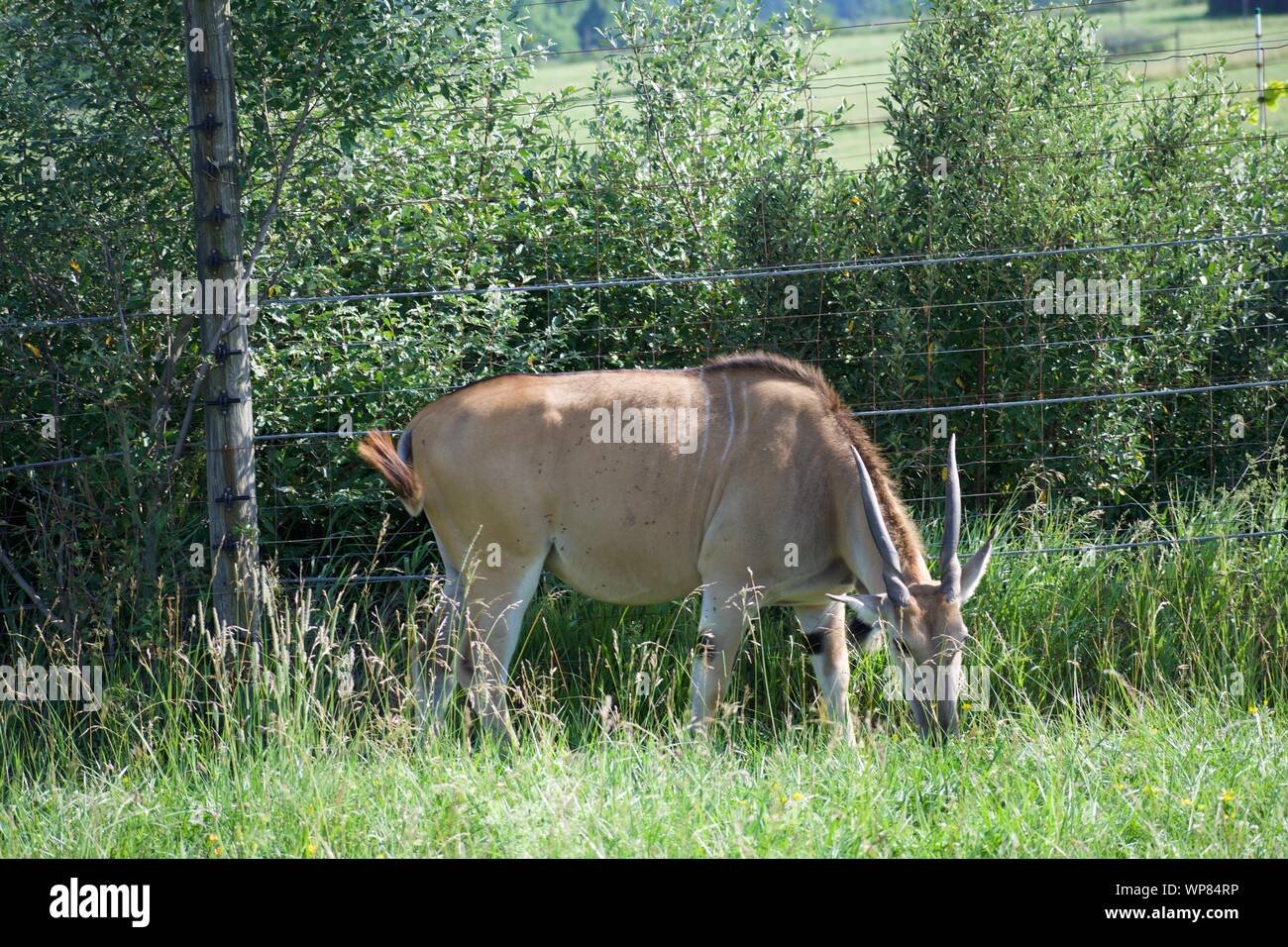 Gemeinsame Eland Beweidung aus Gras und Bush. Antilopenarten können domestiziert werden. Vom Baum an der Wilds in Cumberland. Gehörnte Rotwild, taurotargus Stockfoto