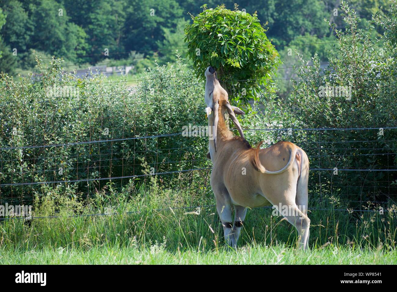 Gemeinsame Eland Beweidung aus Gras und Bush. Antilopenarten können domestiziert werden. Vom Baum an der Wilds in Cumberland. Gehörnte Rotwild, taurotargus Stockfoto